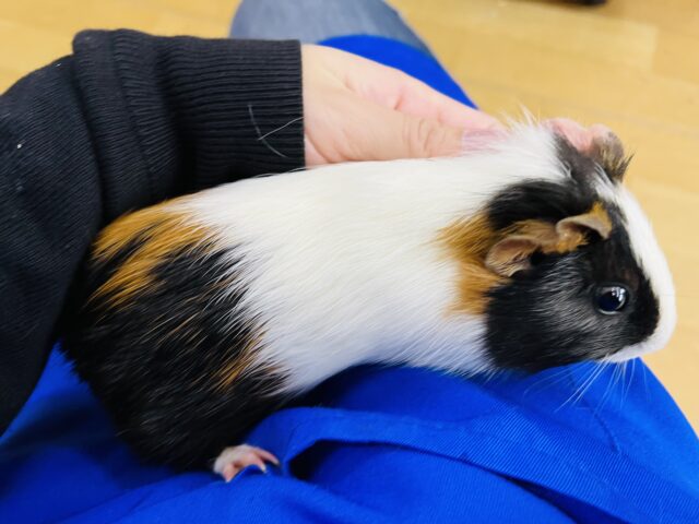 イングリッシュモルモット