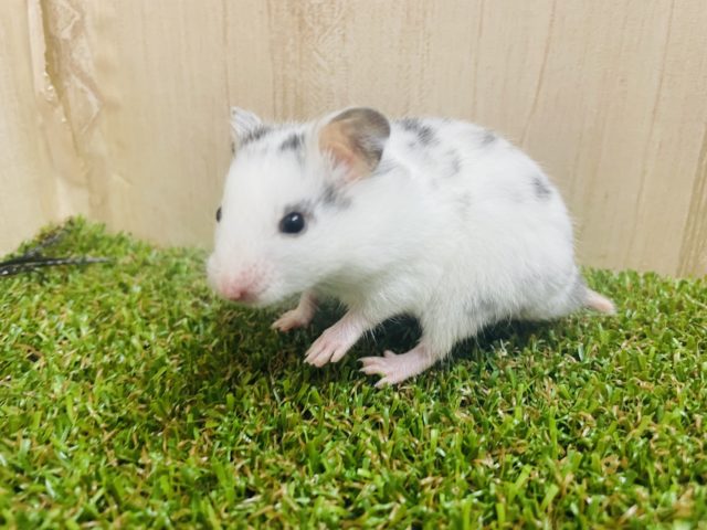 ゴールデンハムスター