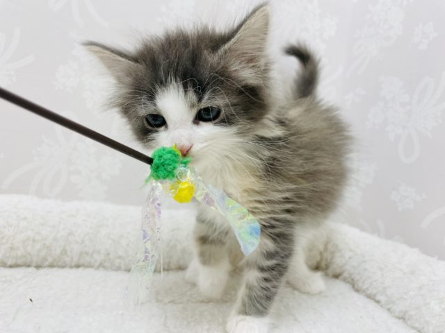 ノルウェージャンフォレストキャット