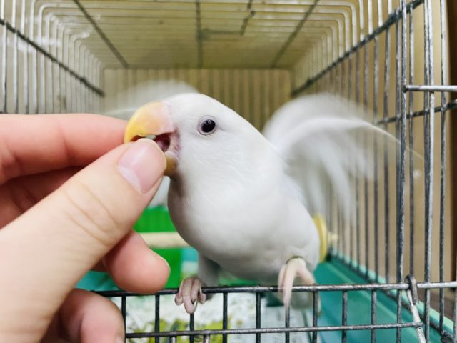 コザクラインコ（小桜インコ）