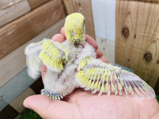 コザクラインコ（小桜インコ）