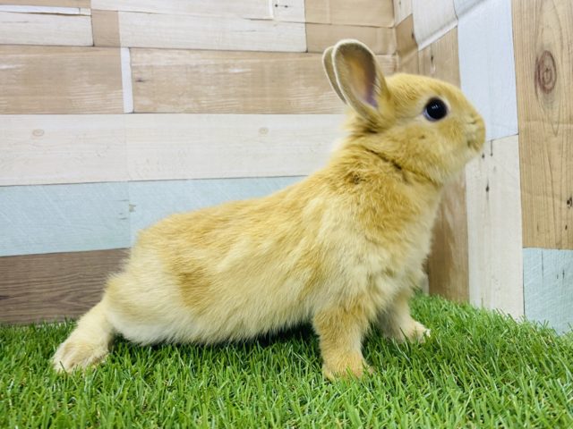 ネザーランドドワーフ