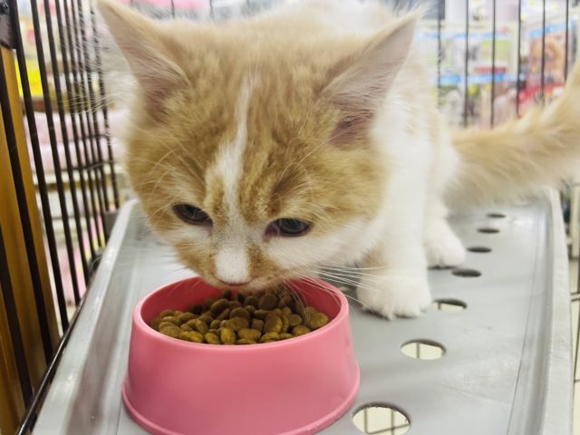 スコティッシュフォールド