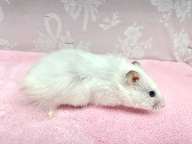 ゴールデンハムスター