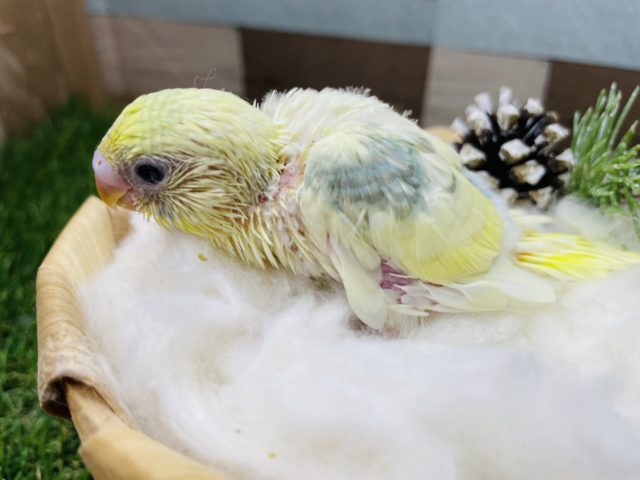 セキセイインコ