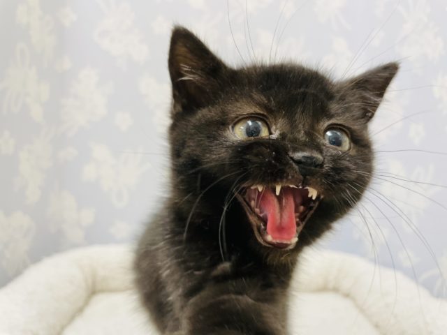 スコティッシュフォールド