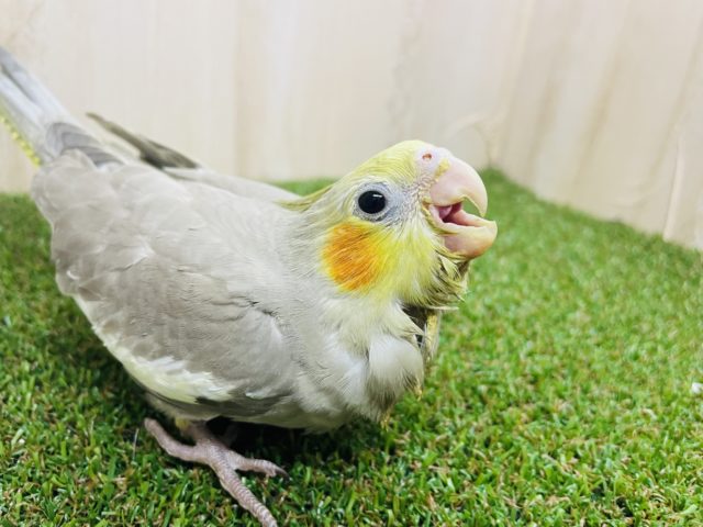 オカメインコ