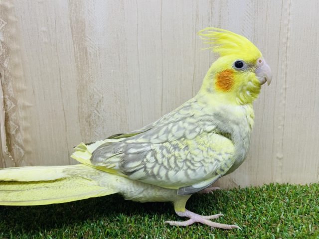 オカメインコ