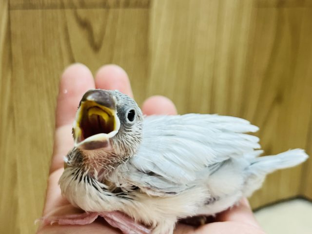 シルバー文鳥