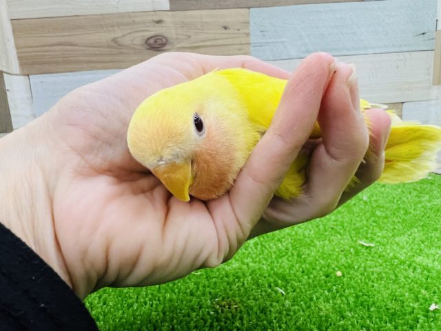 コザクラインコ（小桜インコ）