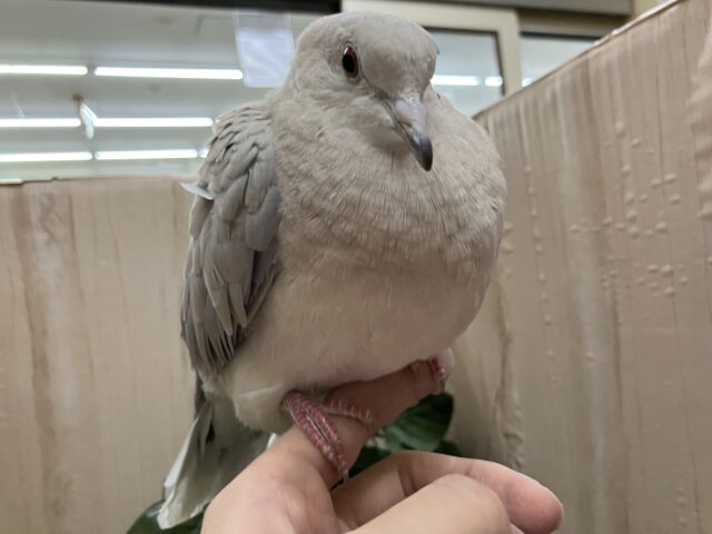 ジュズカケバト