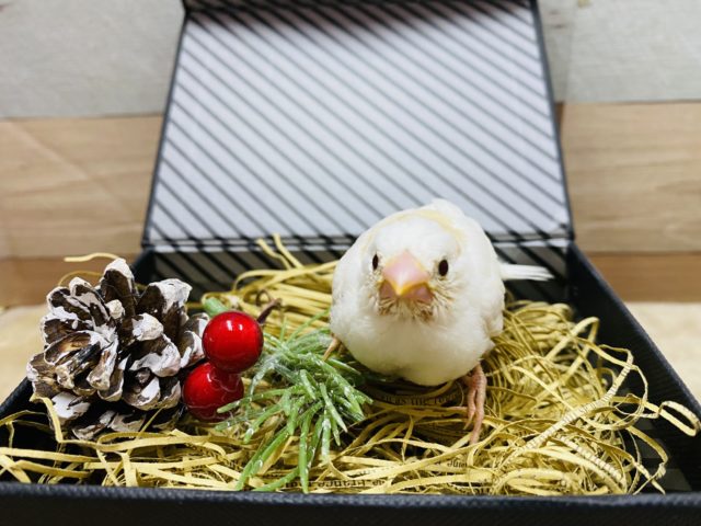 十姉妹（ジュウシマツ）