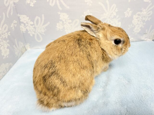 最新画像🧡 安心❗️ミニウサギ(オレンジ系)男の子 2022年7月生まれ ミニウサギ