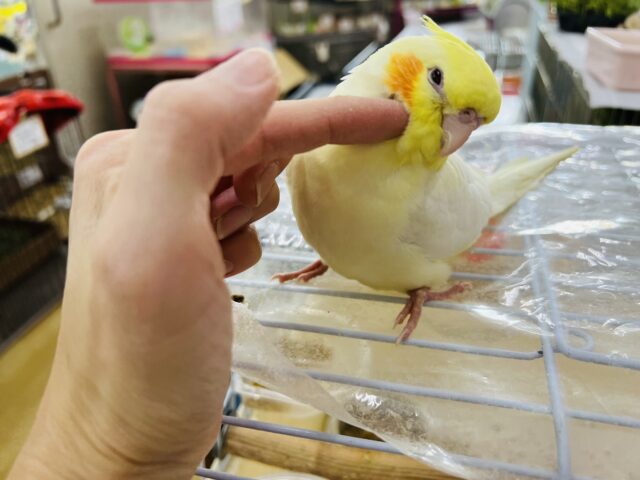 オカメインコ