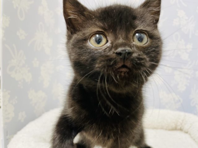 スコティッシュフォールド