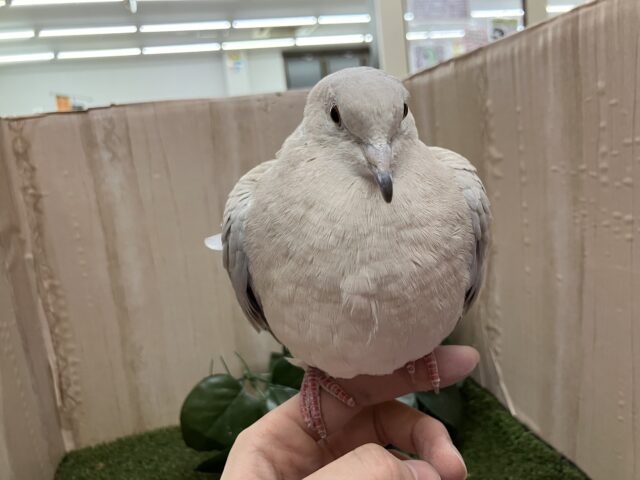 ジュズカケバト