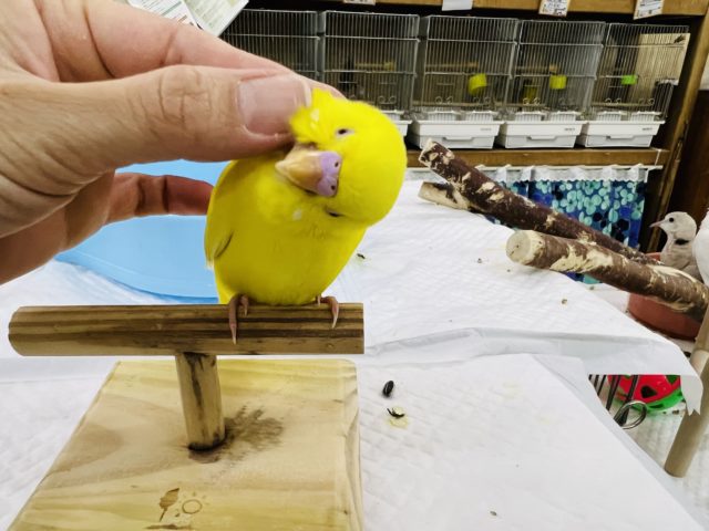 セキセイインコ