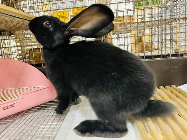 フレミッシュジャイアント