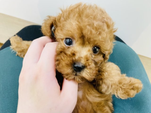 トイプードル