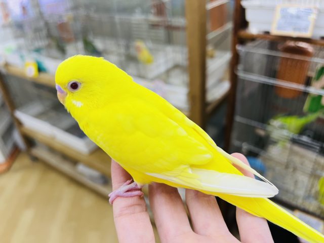 セキセイインコ