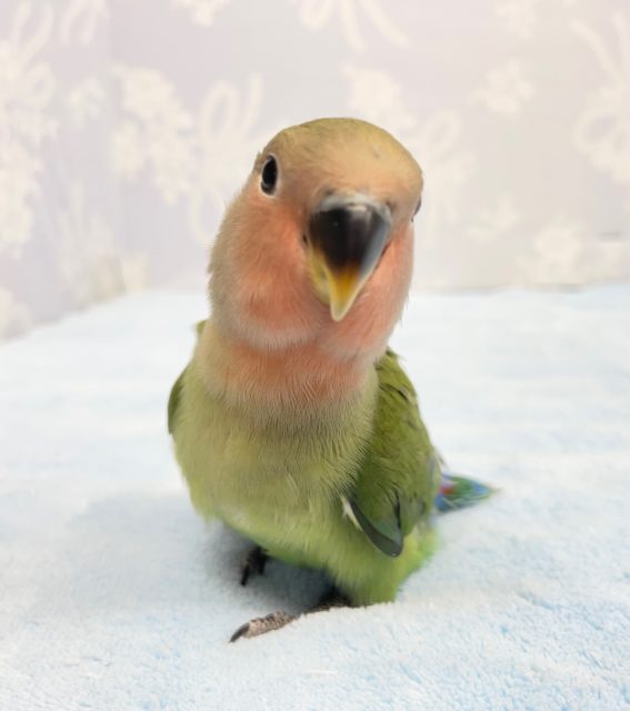 コザクラインコ（小桜インコ）