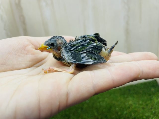 チモールセイコウチョウ