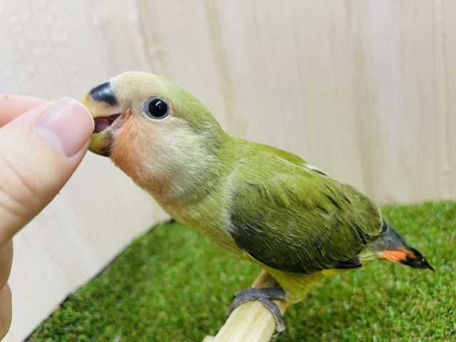 コザクラインコ（小桜インコ）