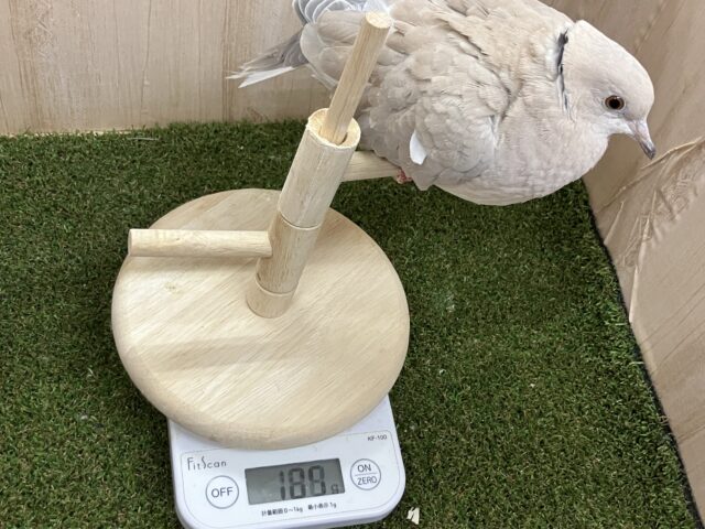 ジュズカケバト