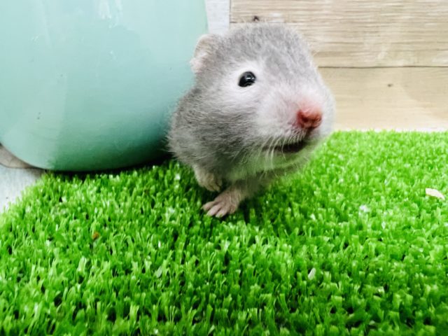 ゴールデンハムスター