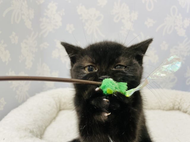 スコティッシュフォールド