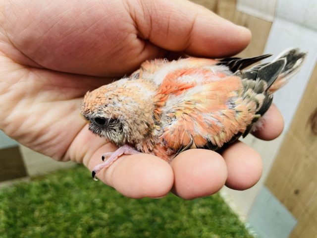 アキクサインコ（秋草インコ）