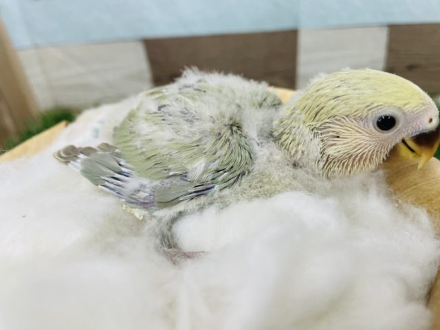 コザクラインコ（小桜インコ）