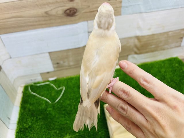 シナモン文鳥