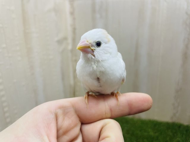 十姉妹（ジュウシマツ）