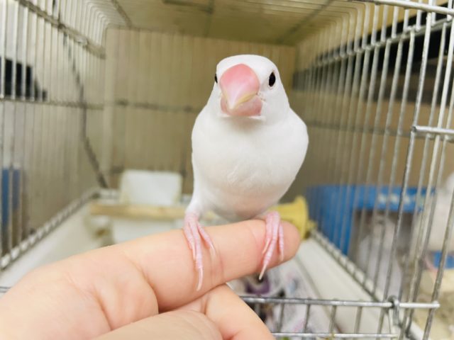 白文鳥