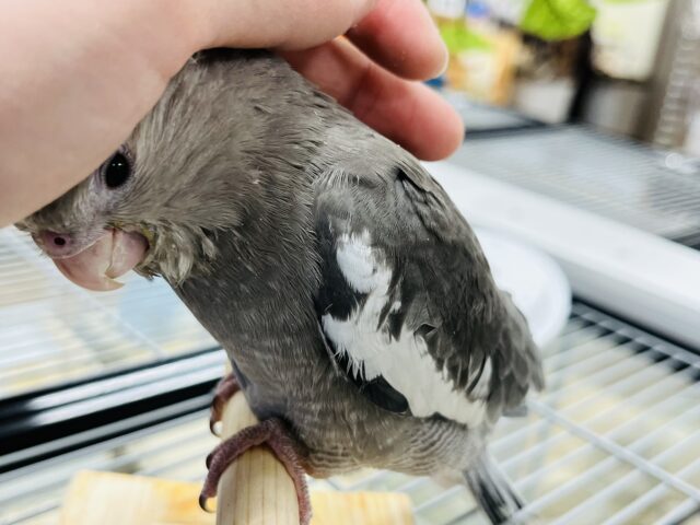 オカメインコ