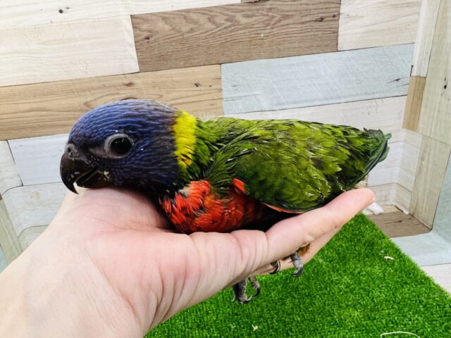 ゴシキセイガイインコ