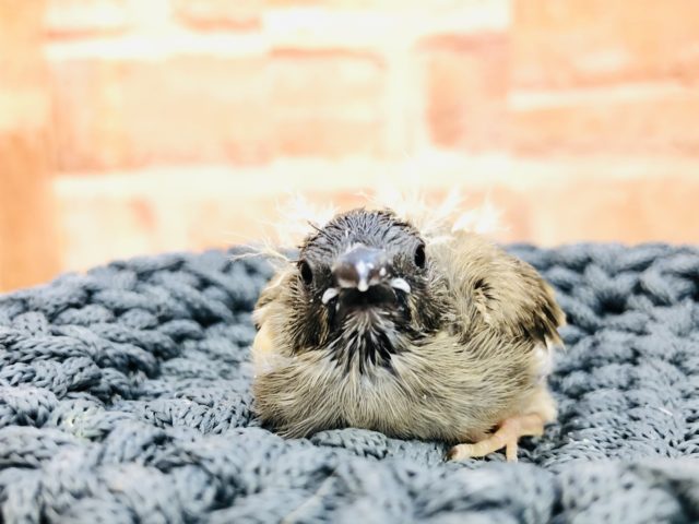 錦花鳥（キンカチョウ）