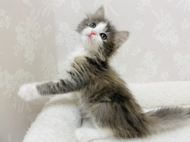 ノルウェージャンフォレストキャット