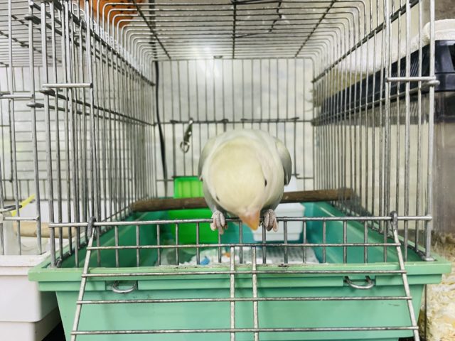 コザクラインコ（小桜インコ）