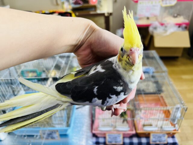 オカメインコ