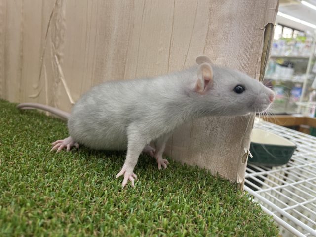 ファンシーラット