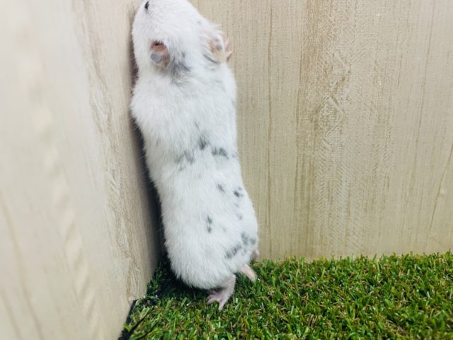 ゴールデンハムスター