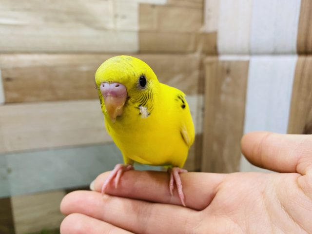 セキセイインコ