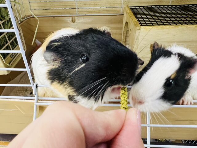 イングリッシュモルモット