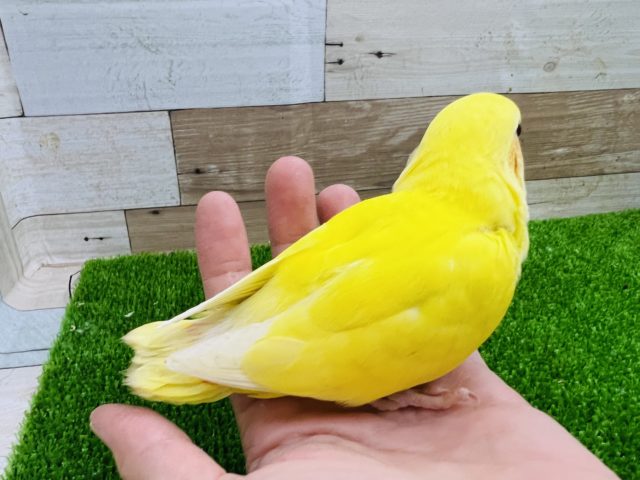 コザクラインコ（小桜インコ）