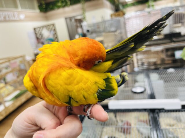 コガネメキシコインコ