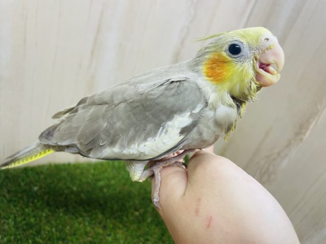 オカメインコ