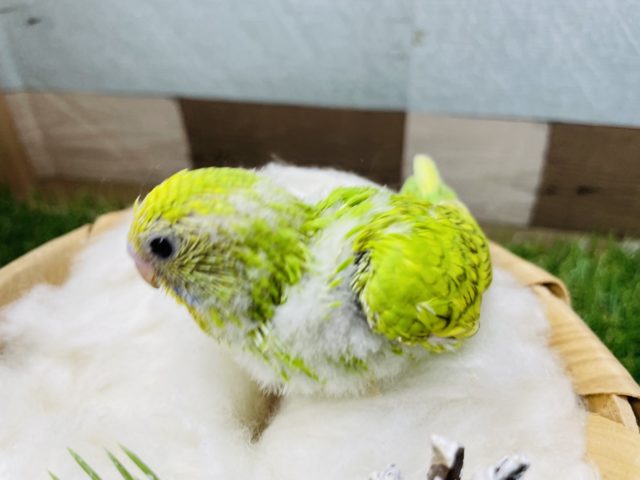 セキセイインコ