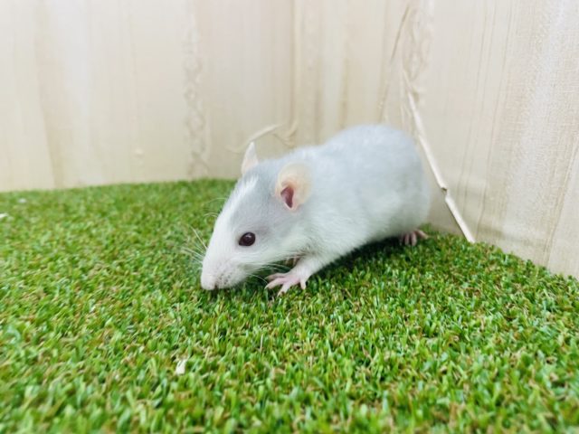 ファンシーラット